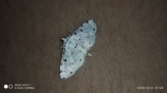 Pycnarmon