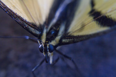 Papilio multicaudata