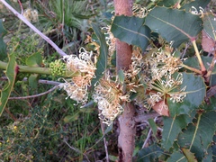 Hakea amplexicaulis
