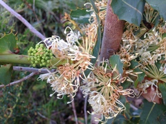 Hakea amplexicaulis