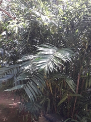 Chamaedorea pochutlensis