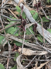 Chiloglottis × pescottiana