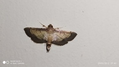 Spilomelini