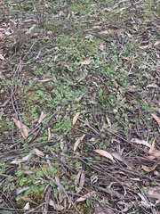 Chiloglottis × pescottiana