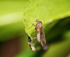 Sylvicola neozelandicus