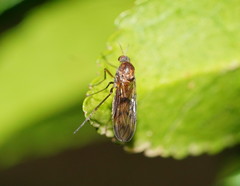 Sylvicola neozelandicus