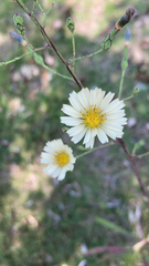 Lactuca indica