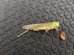 Locusta