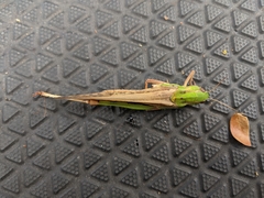 Locusta