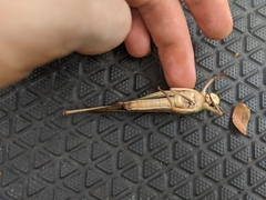 Locusta