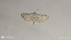 Pycnarmon