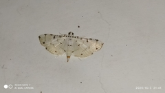 Pycnarmon