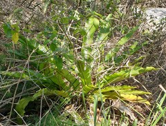 Asplenium australasicum