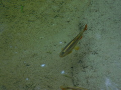 Lebiasina bimaculata