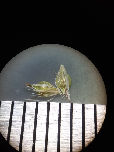Image of Rhynchospora macra by (c) Will McFarland, some rights reserved (CC BY)