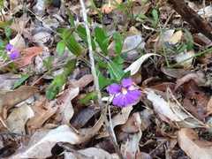 Scaevola calliptera