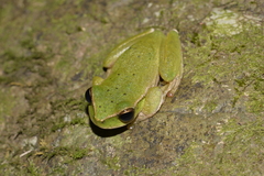 Ranoidea barringtonensis