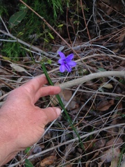 Agrostocrinum hirsutum