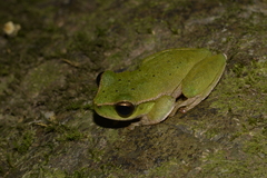 Ranoidea barringtonensis