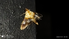 Aetholix flavibasalis