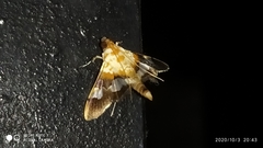 Aetholix flavibasalis