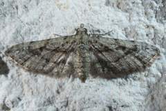 Eupithecia longidens