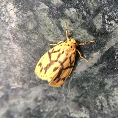 Miltochrista terminospota