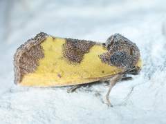 Stiria intermixta