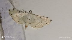 Pycnarmon