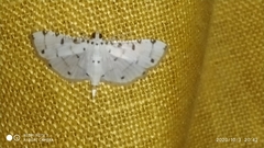 Pycnarmon