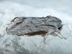 Spodoptera albula