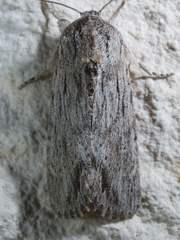 Spodoptera albula