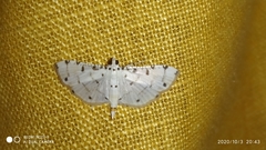 Pycnarmon