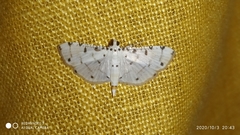 Pycnarmon