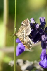 Hymenia