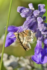 Hymenia