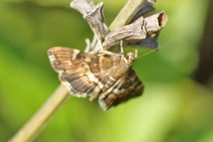 Hymenia