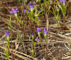 Githopsis specularioides