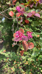 Loropetalum chinense