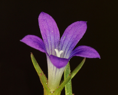 Githopsis specularioides