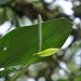 Anthurium dwyeri - Photo (c) ramon_d, some rights reserved (CC BY-NC), uploaded by ramon_d