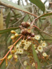 Eucalyptus odorata