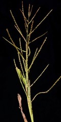 Leptochloa panicea