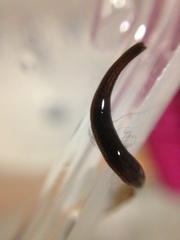 Tasmanoplana comitatis