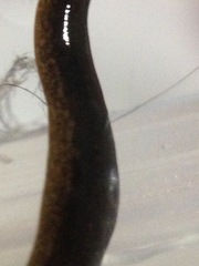 Tasmanoplana comitatis