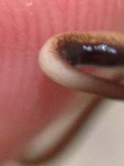 Tasmanoplana comitatis