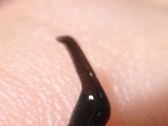 Tasmanoplana comitatis