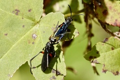 Ceropales bipunctata