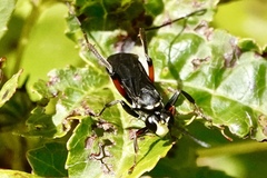 Ceropales bipunctata