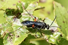 Ceropales bipunctata